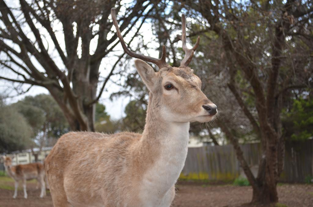 Deer Park Motor Inn Armidale Eksteriør bilde