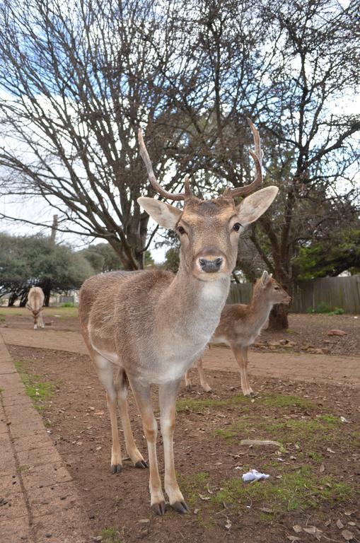 Deer Park Motor Inn Armidale Eksteriør bilde