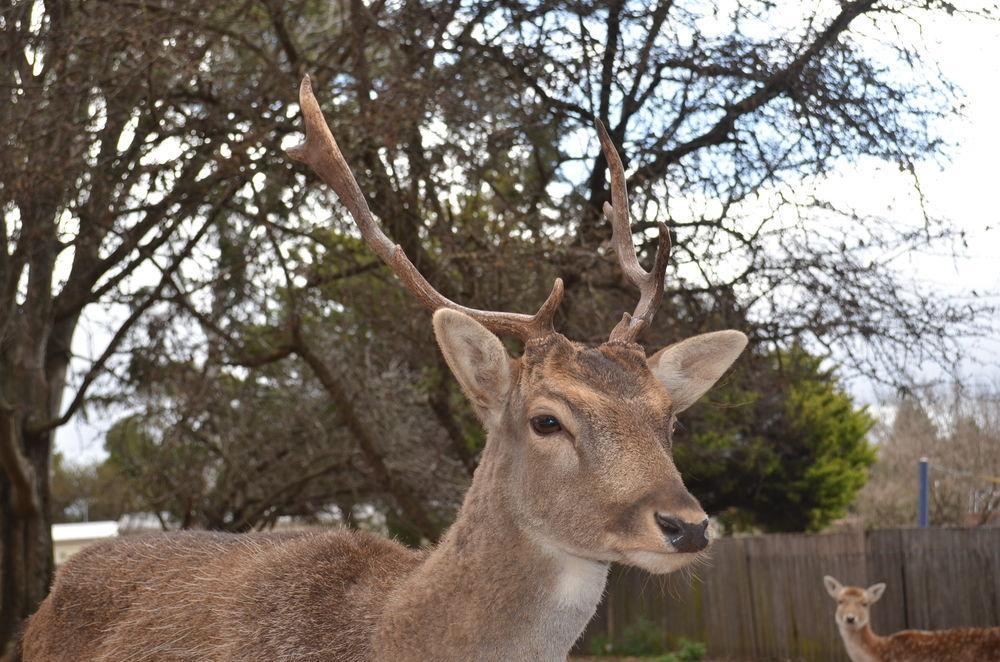 Deer Park Motor Inn Armidale Eksteriør bilde