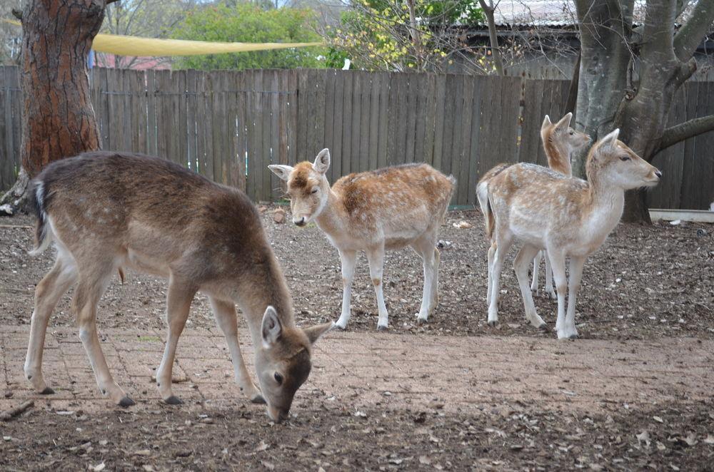 Deer Park Motor Inn Armidale Eksteriør bilde