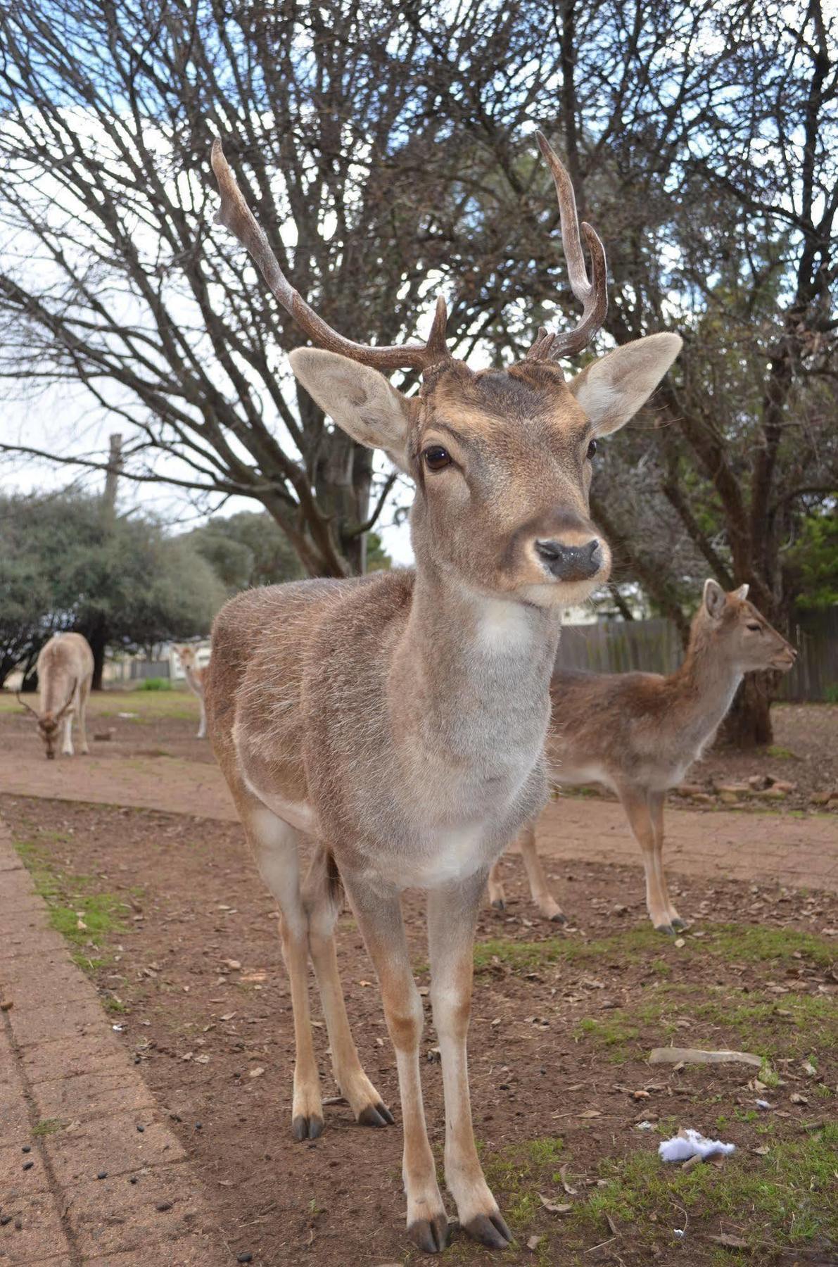 Deer Park Motor Inn Armidale Eksteriør bilde